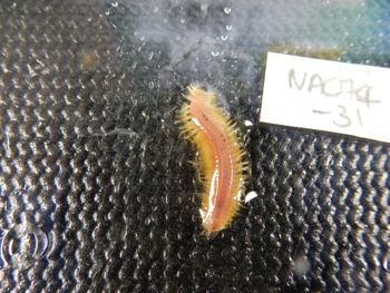 Media type: image;   Invertebrate Zoology 139654